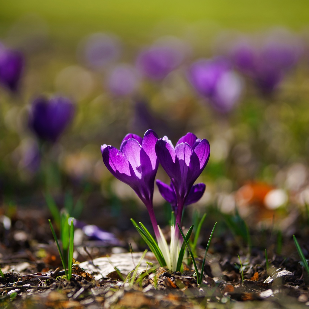 Два фиолетовых цветка крокуса в лучах солнца 