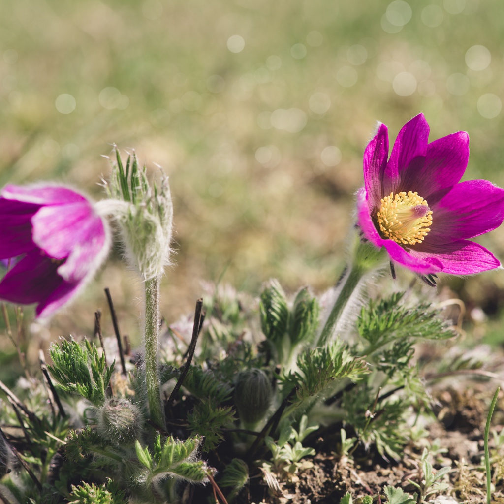 Два фиолетовых цветка прострела в лучах солнца на поле 
