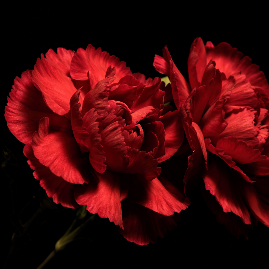 Две красные гвоздики на черном фоне