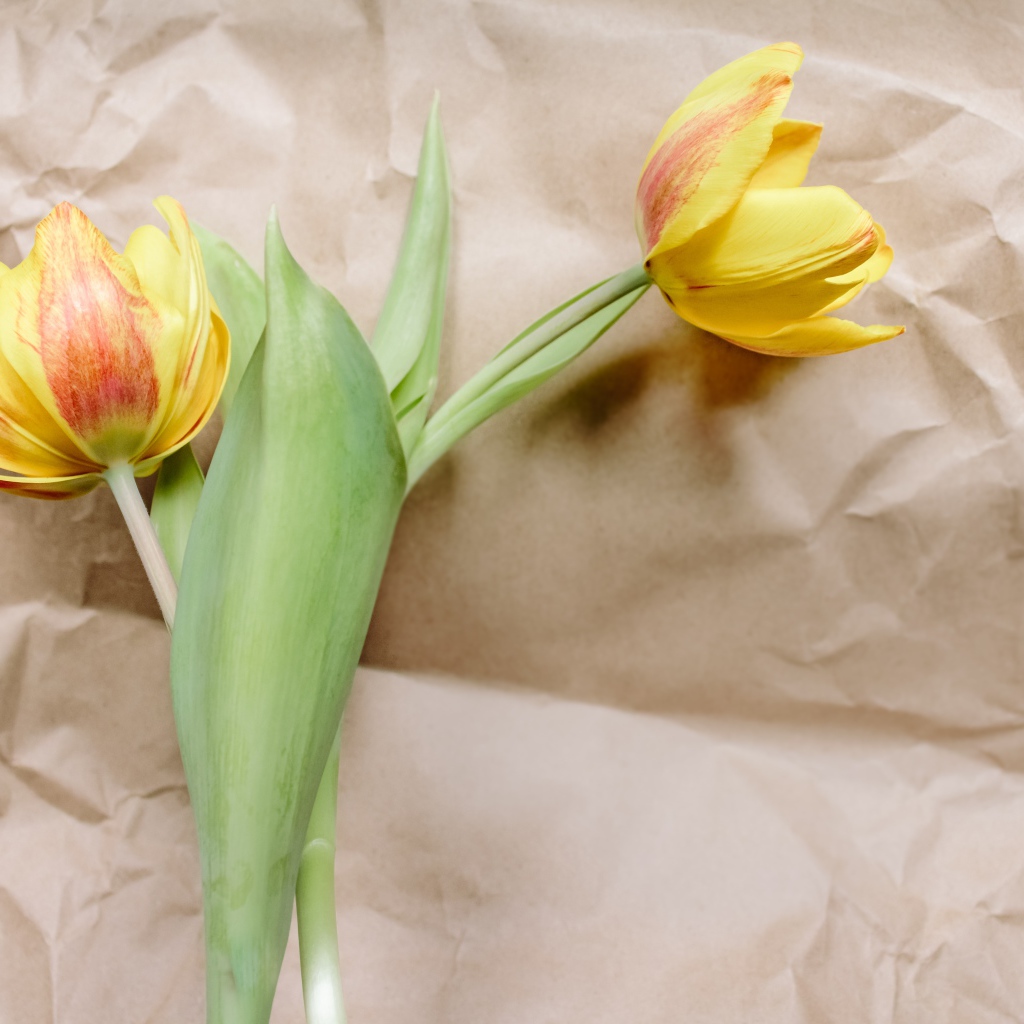 Два тюльпана лежат на бумаге 