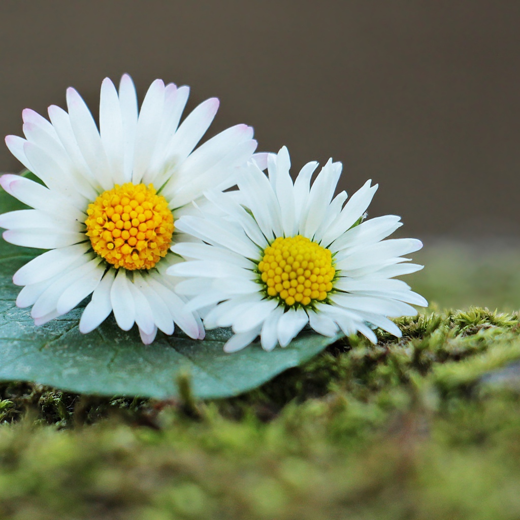 Две белые ромашки с зеленым листом 