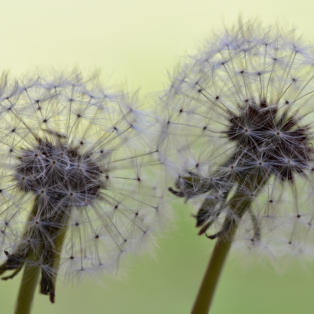Два белых цветка одуванчика крупным планом