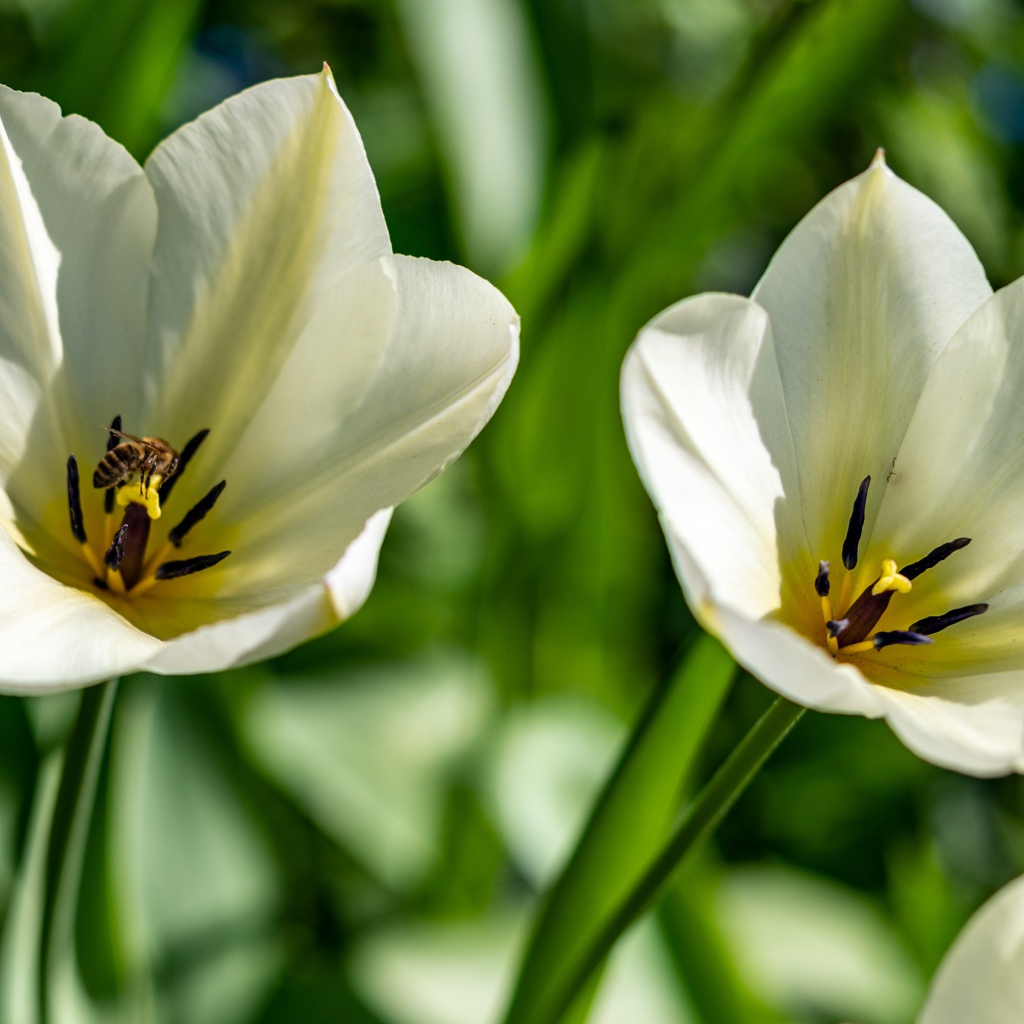 Два белых тюльпана крупным планом на клумбе 