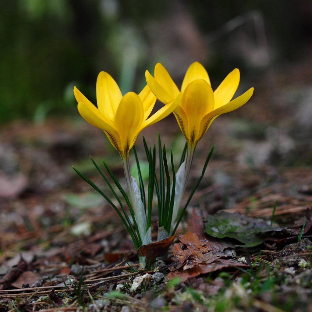 Два желтых цветка крокуса на холодной земле 