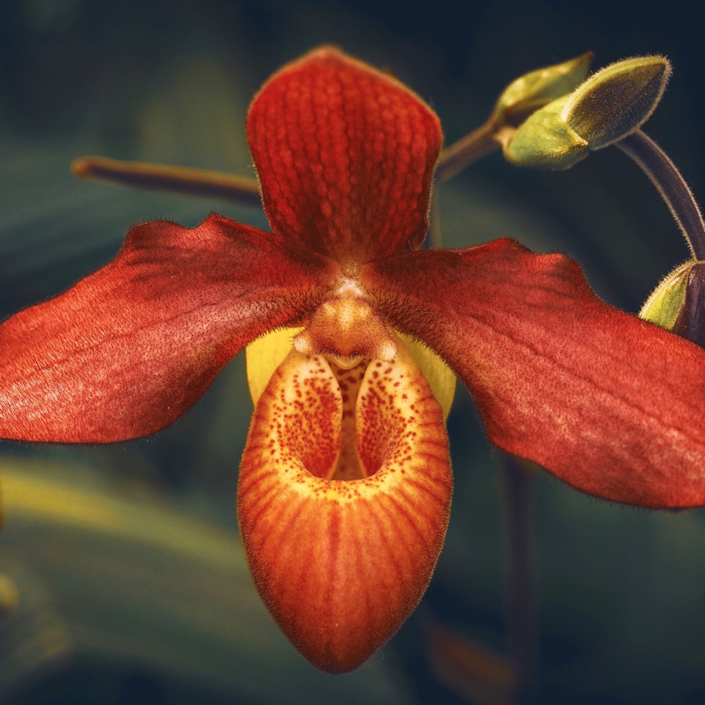 Необычная оранжевая орхидея с бутонами