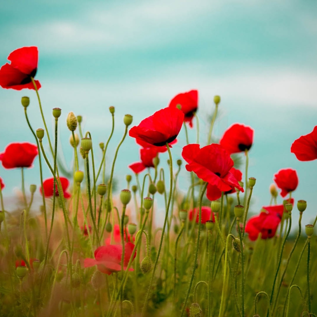 Пестрые красные маки на поле вечером