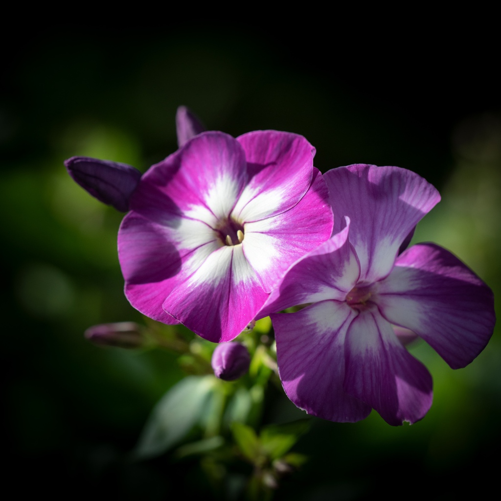 Фиолетовые цветы флоксы крупным планом