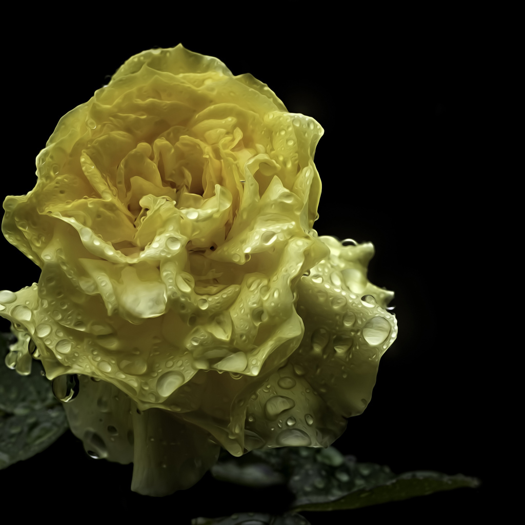 Мокрая желтая роза на черном фоне крупным планом