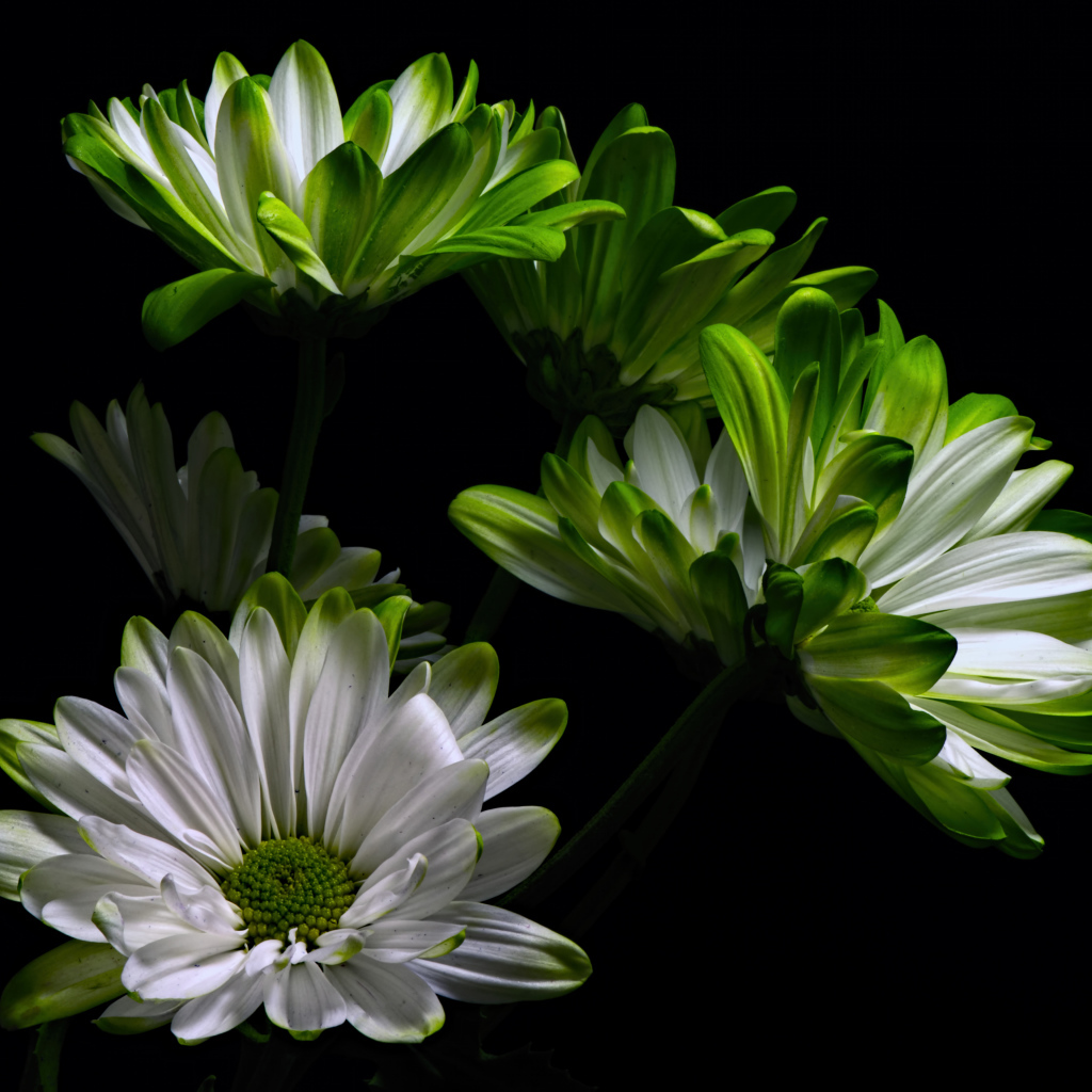 Бело-зеленые цветы хризантемы на черном фоне 