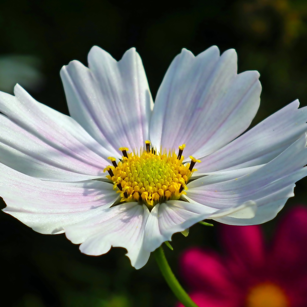 Белый цветок Космеи в лучах солнца