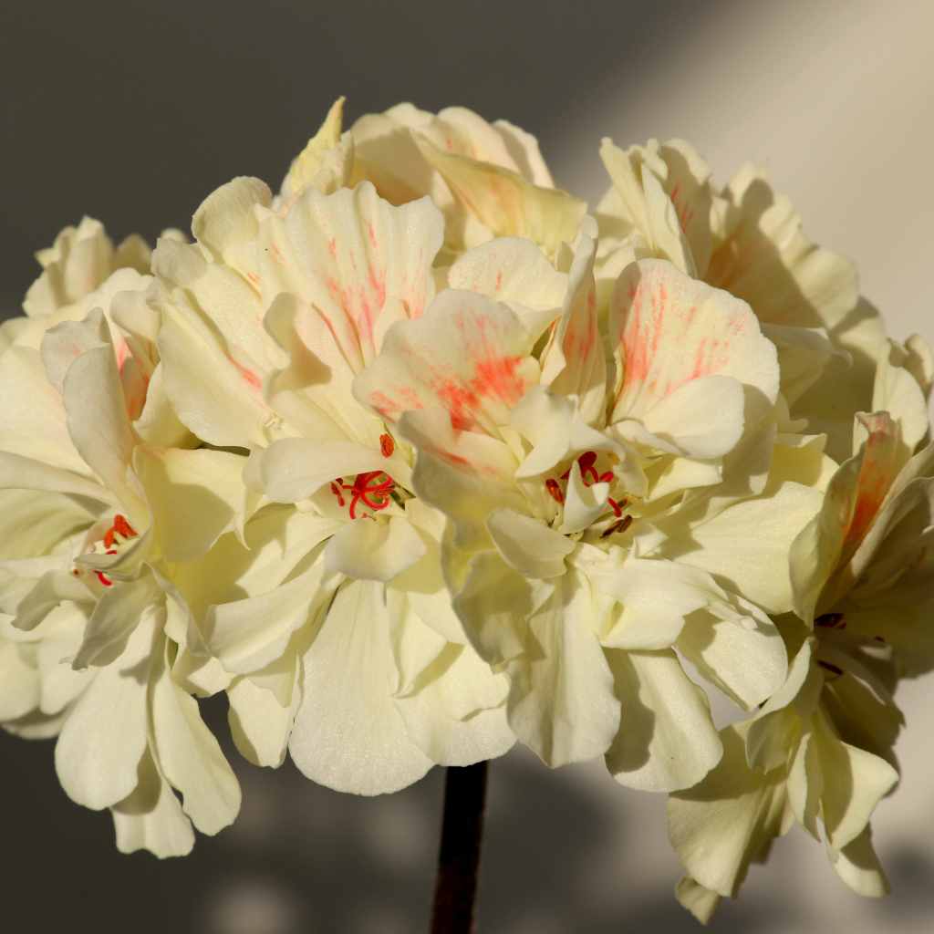 Белые цветы пеларгония крупным планом 