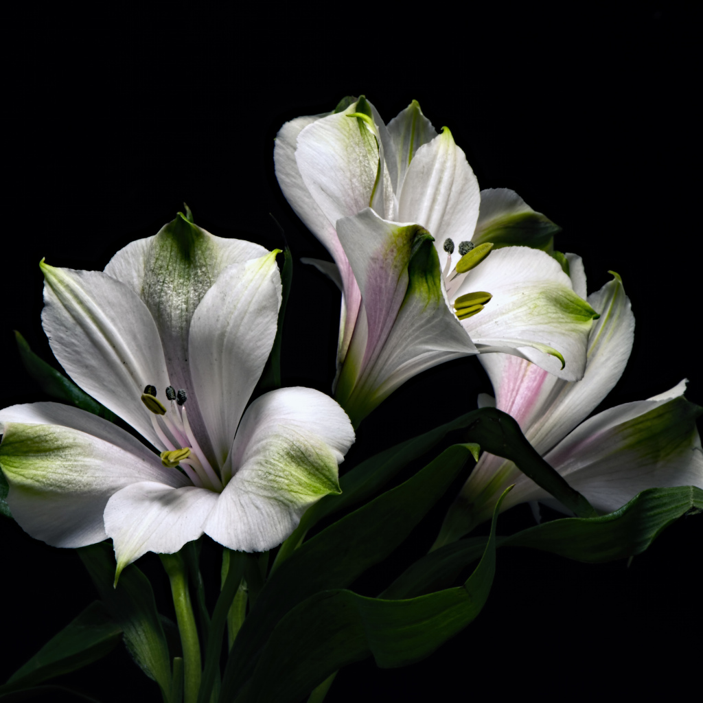 Белые цветы альстромерия с зелеными листьями на черном фоне