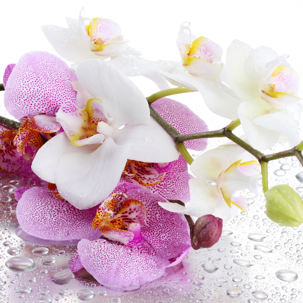 Белые и розовые цветы орхидеи на мокром белом фоне 
