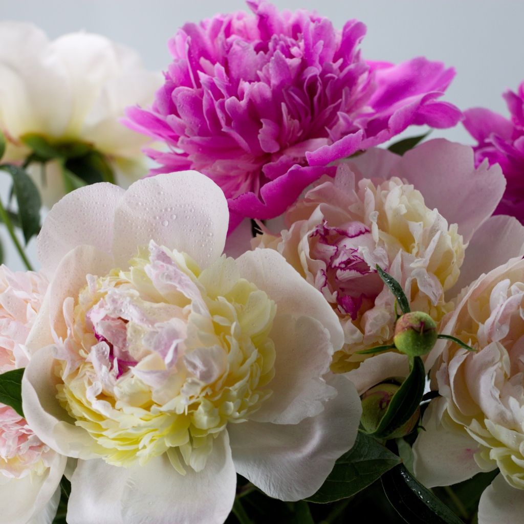 Белые и розовые цветы пиона крупным планом