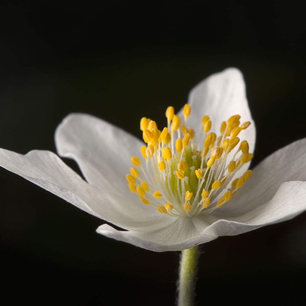 Белый цветок анемона на черном фоне 