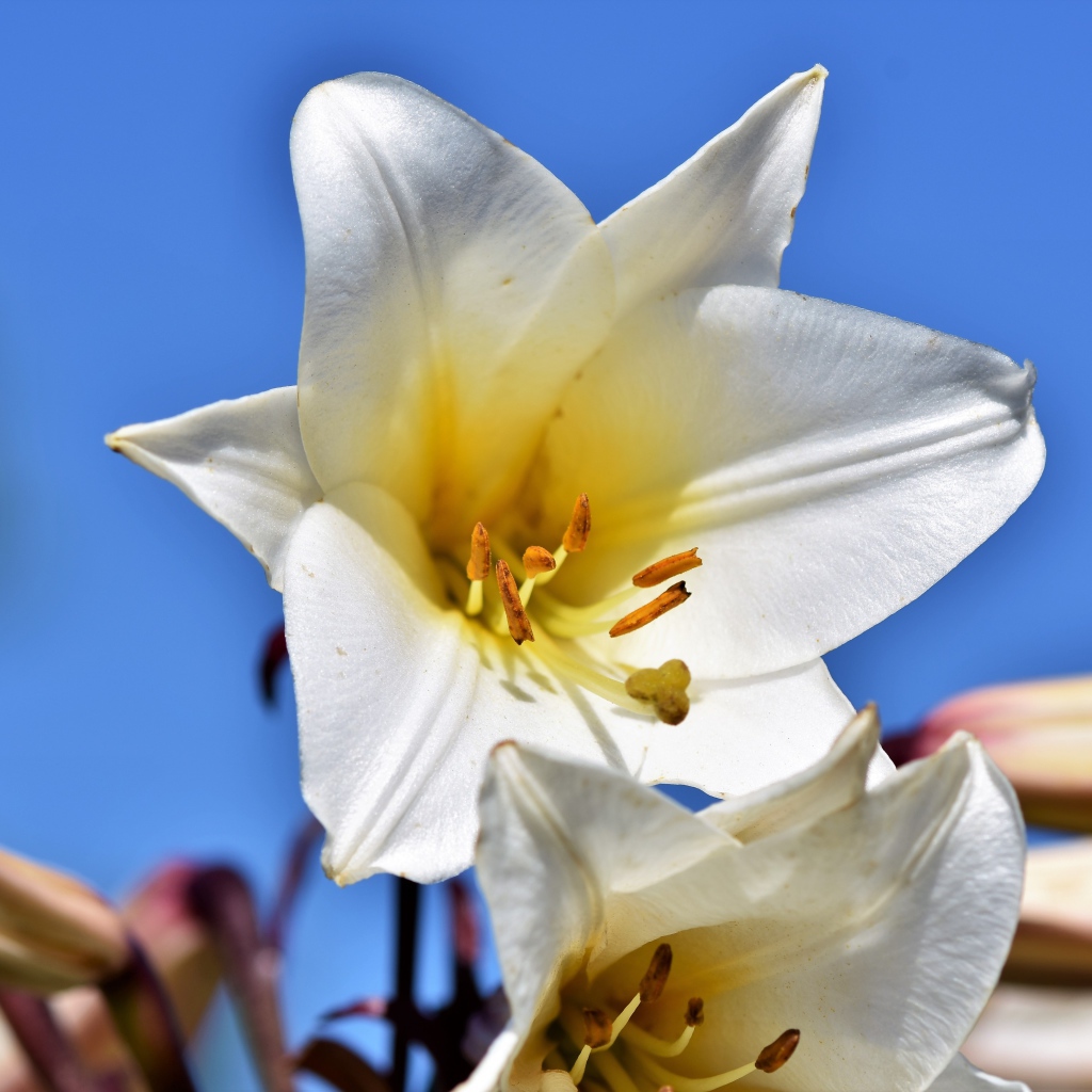 Белый красивый цветок лилии на фоне голубого неба