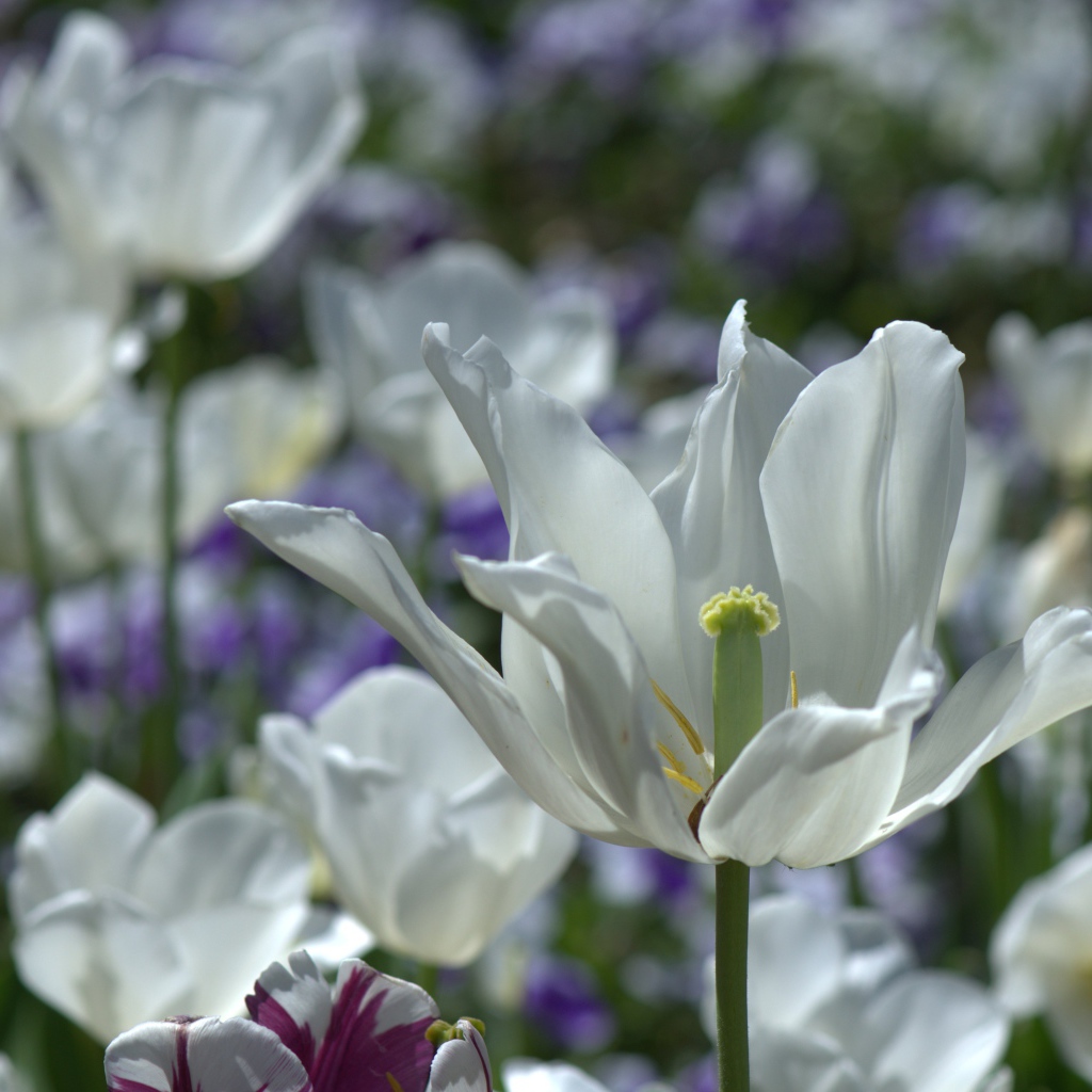 Белый распустившийся тюльпан в лучах солнца