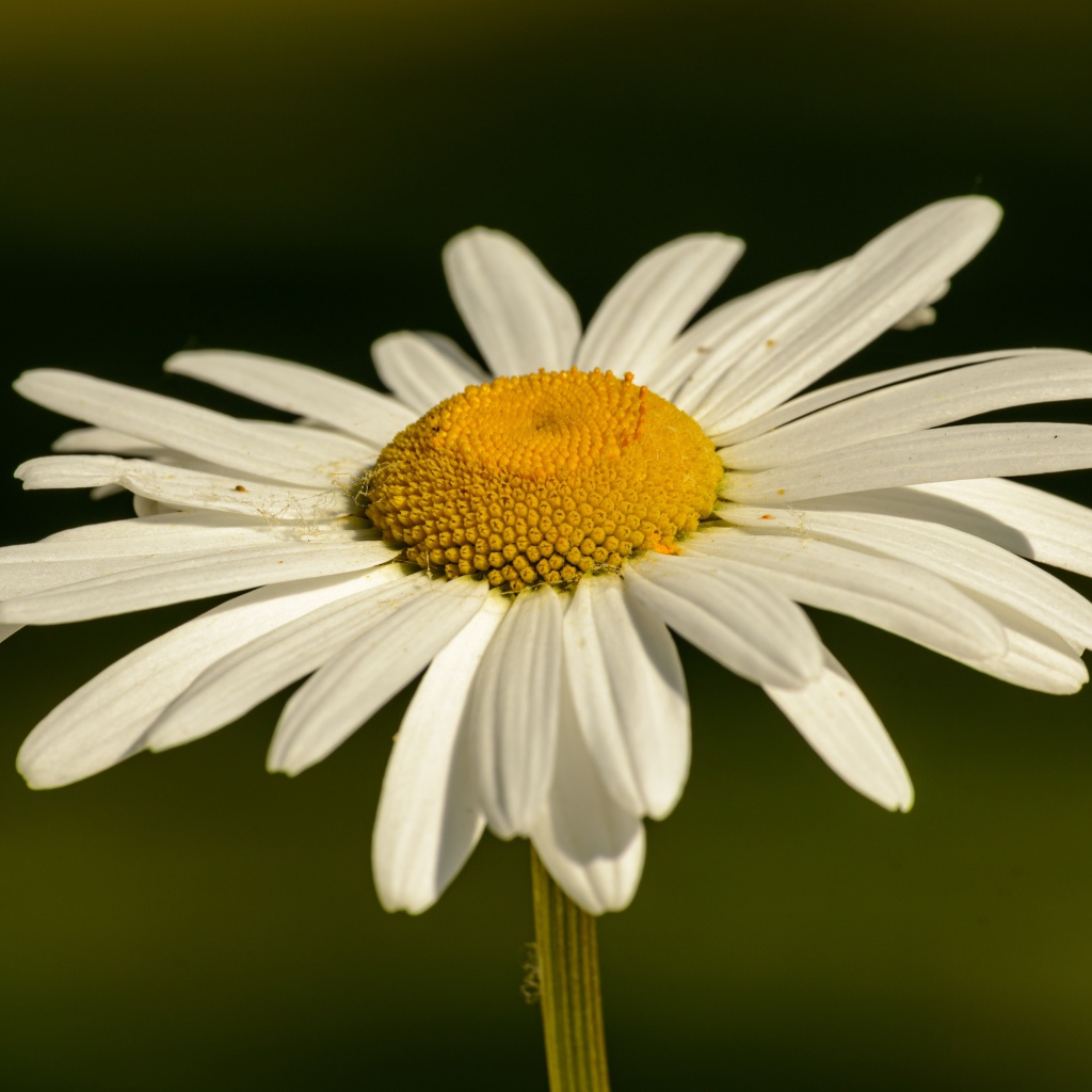 Белая ромашка с желтой серединкой в лучах солнца крупным планом