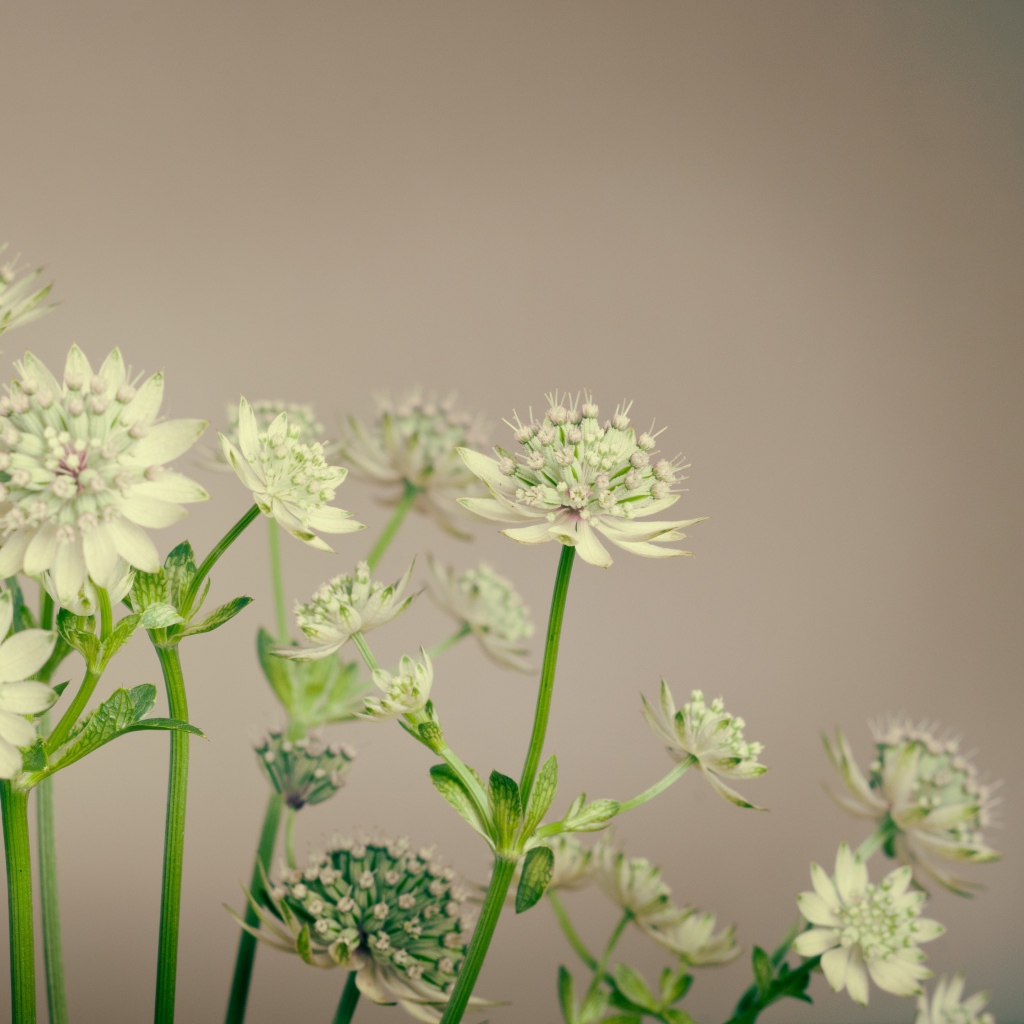 Белые цветы сельдерея на сером фоне
