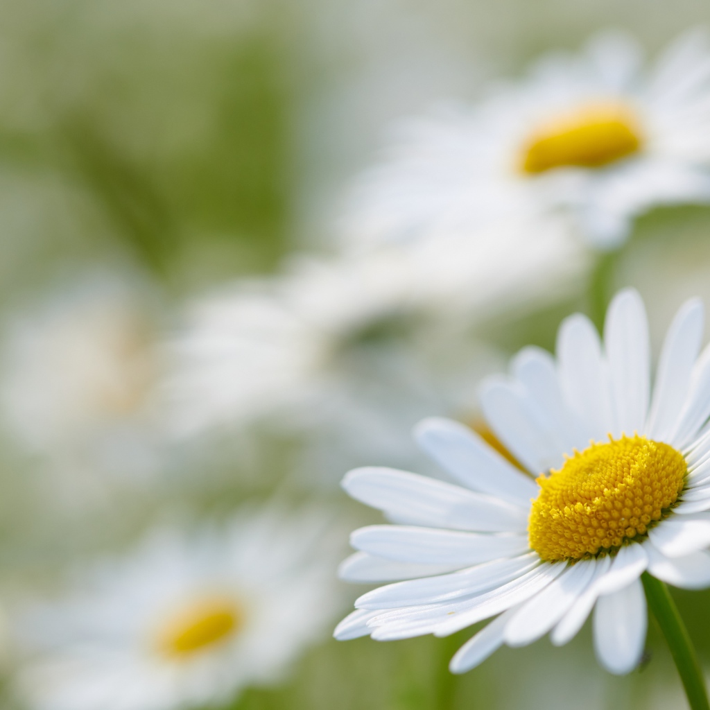 Белая ромашка на поле крупным планом