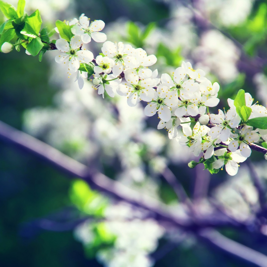 Белые цветы вишни на ветке крупным планом 