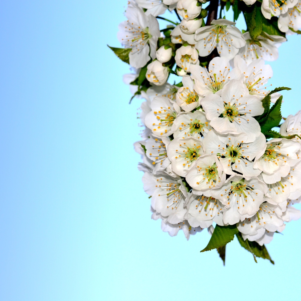 Белые цветы черешни с зелеными листьями на голубом фоне