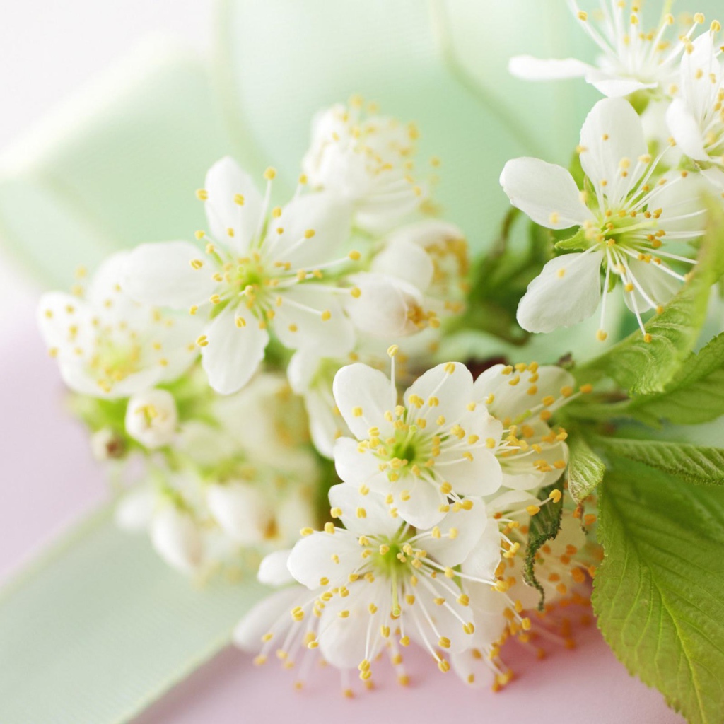 Белые цветы черешни с зелеными листьями на столе с лентой