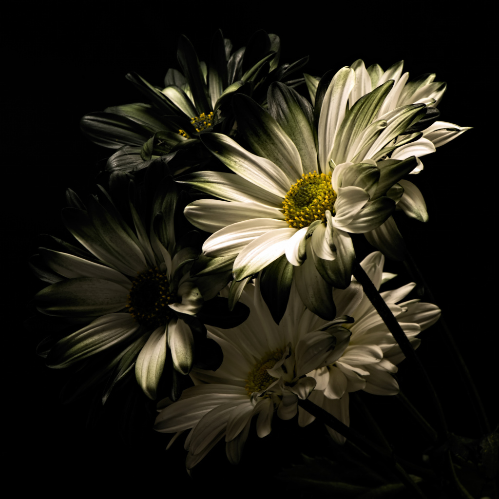 Белые цветы хризантемы на черном фоне