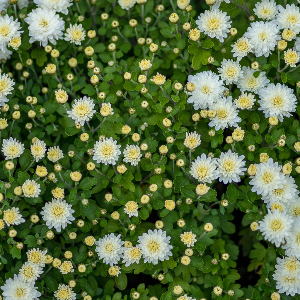 Белые хризантемы с бутонами на клумбе