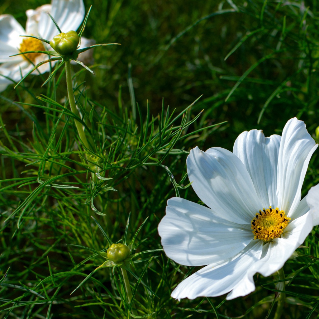 Белые цветы космея с бутонами в зеленых листьях 