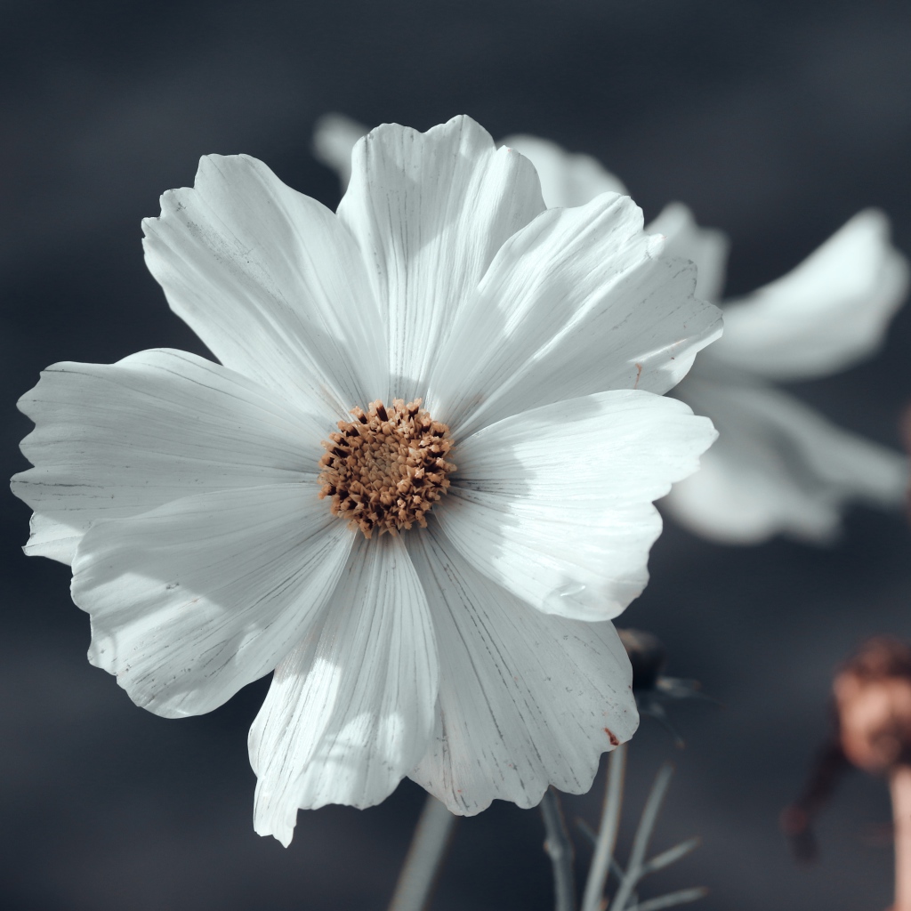 Белый цветок космеи с бутонами крупным планом 