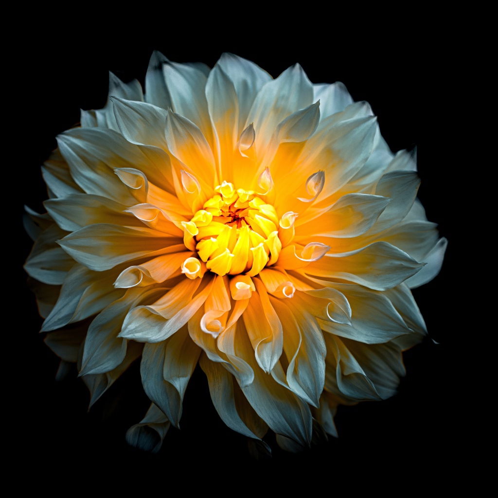 Белый цветок георгины с желтой серединкой на черном фоне