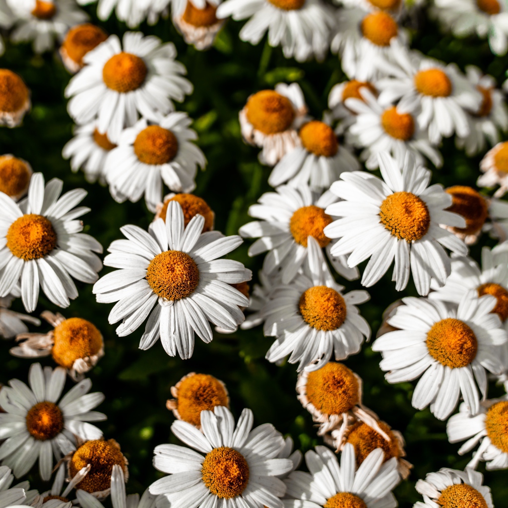 Белые ромашки с желтой серединкой крупным планом 