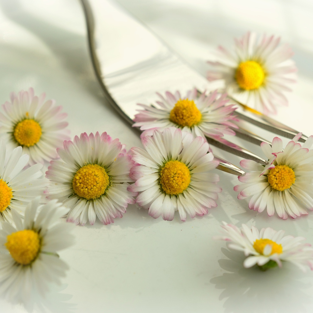 Белые маргаритки с желтыми серединками на столе с вилкой