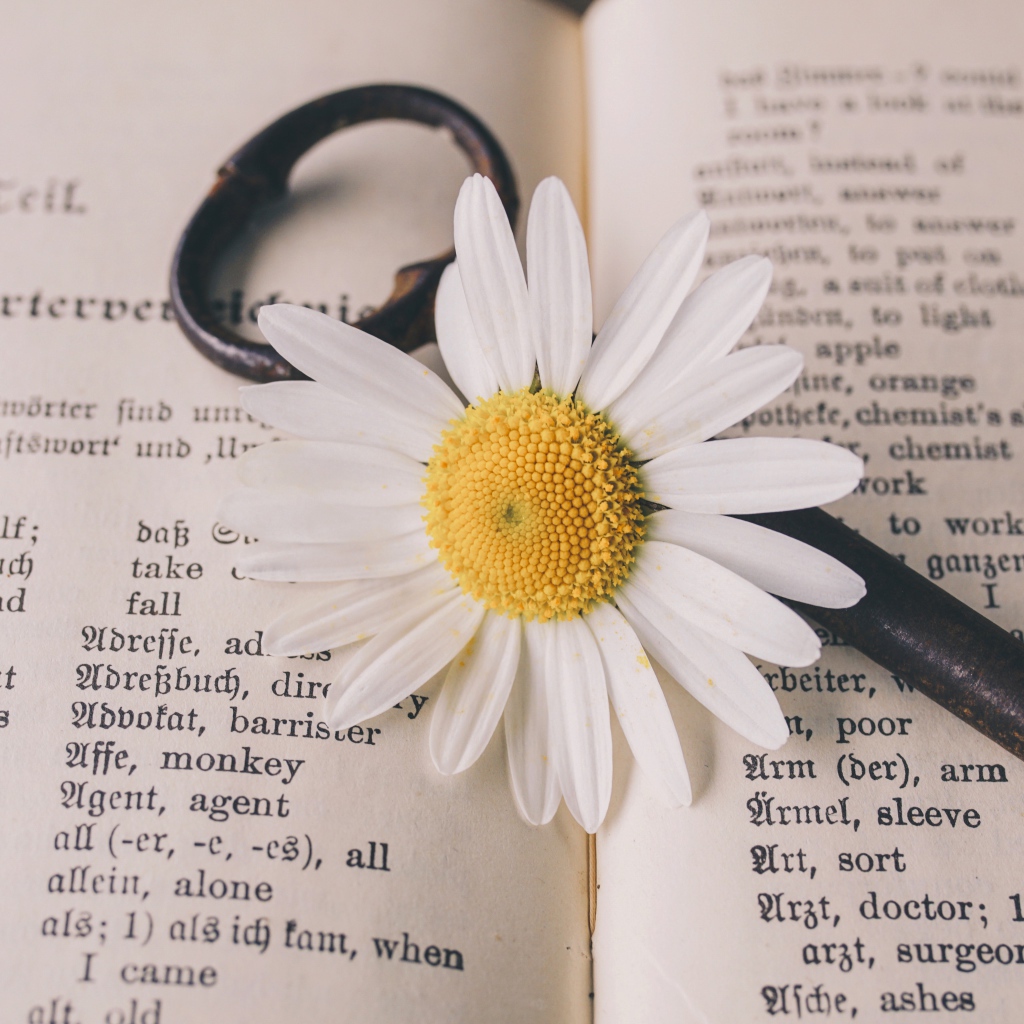Белая ромашка с ключом лежат на книге