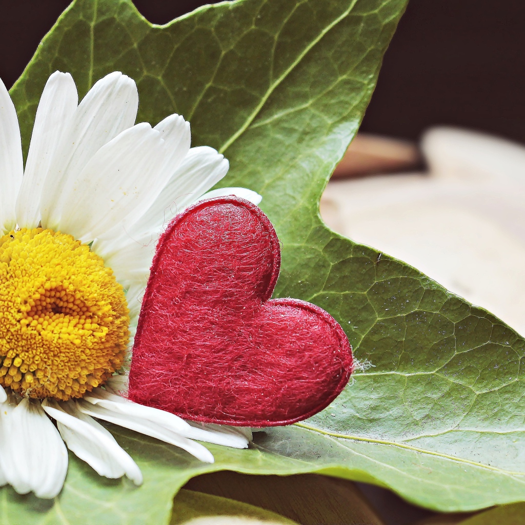 Белая ромашка с красным сердцем на листе