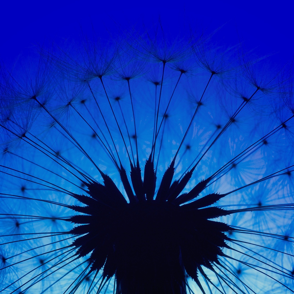 Белый одуванчик на фоне голубого неба в сумерках