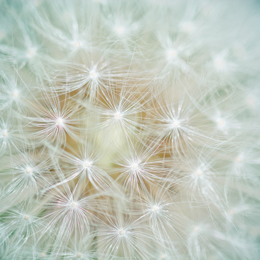 Белый цветок одуванчика крупным планом