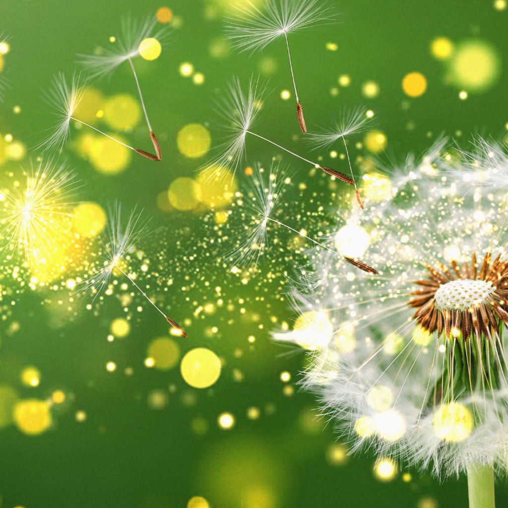 Белый одуванчик разлетается на зеленом фоне