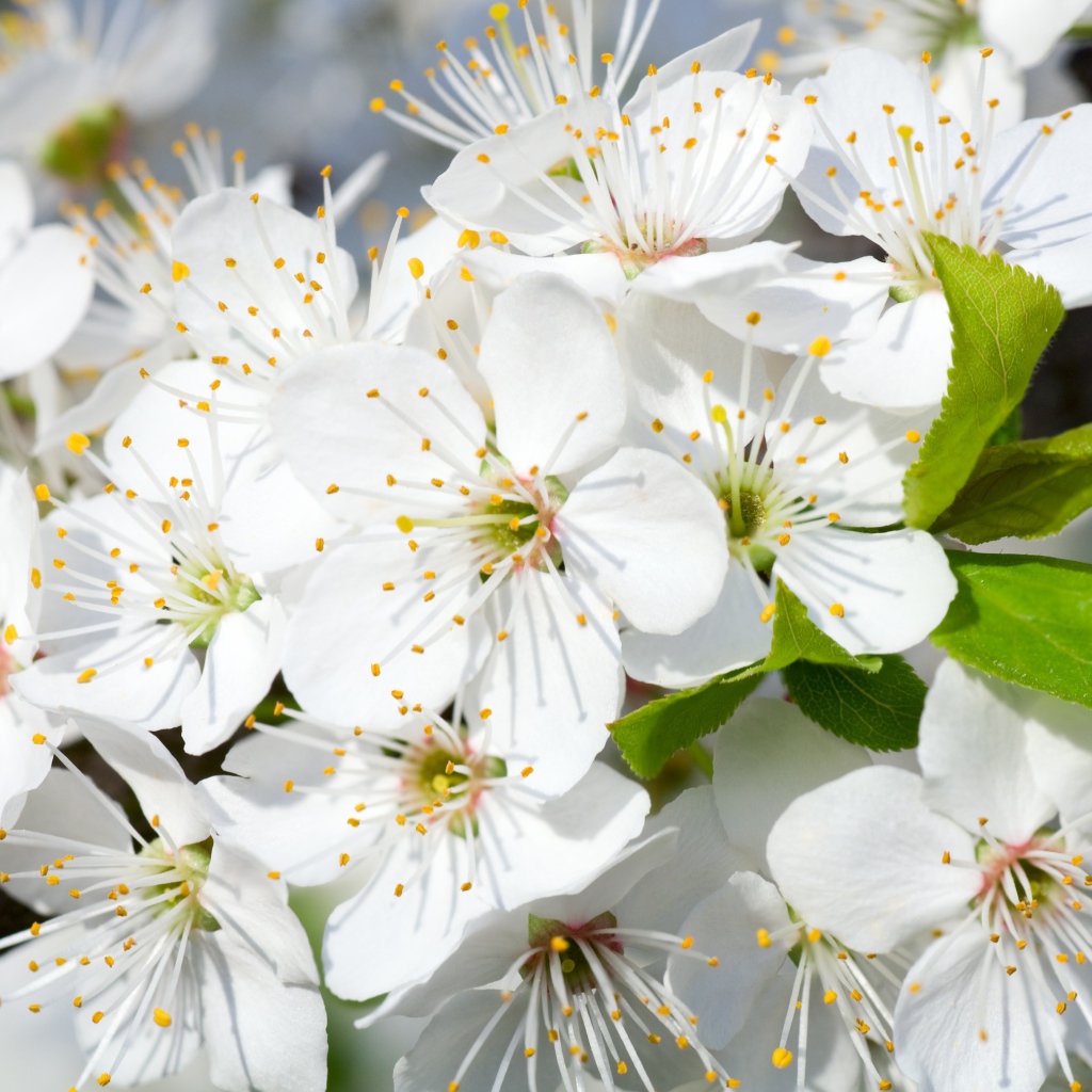 Белые нежные цветы черешни на дереве