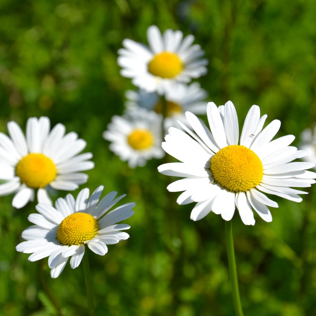 Белые нежные цветы ромашки в лучах солнца 