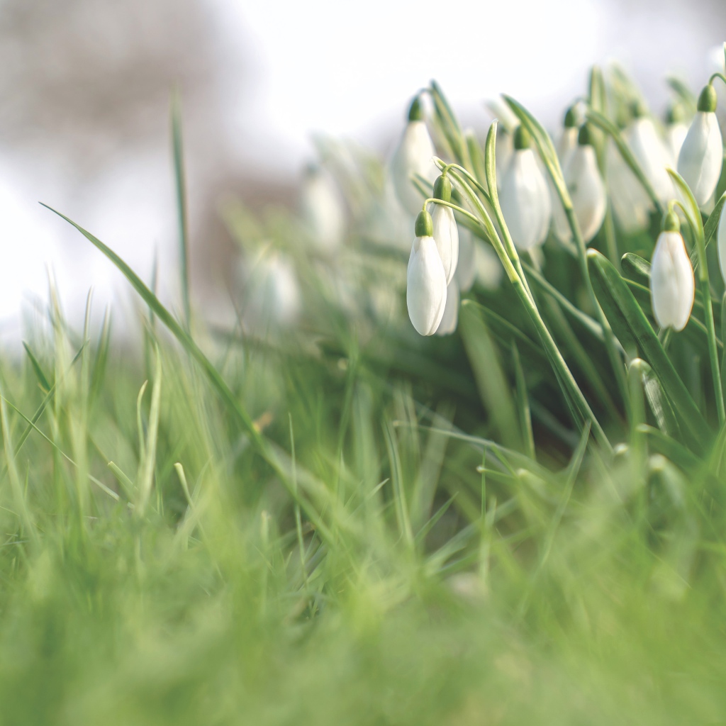 Белые нежные весенние цветы подснежники 