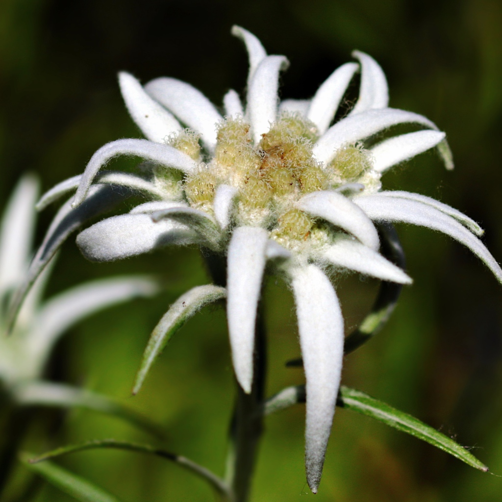 Белые цветы эдельвейса крупным планом 