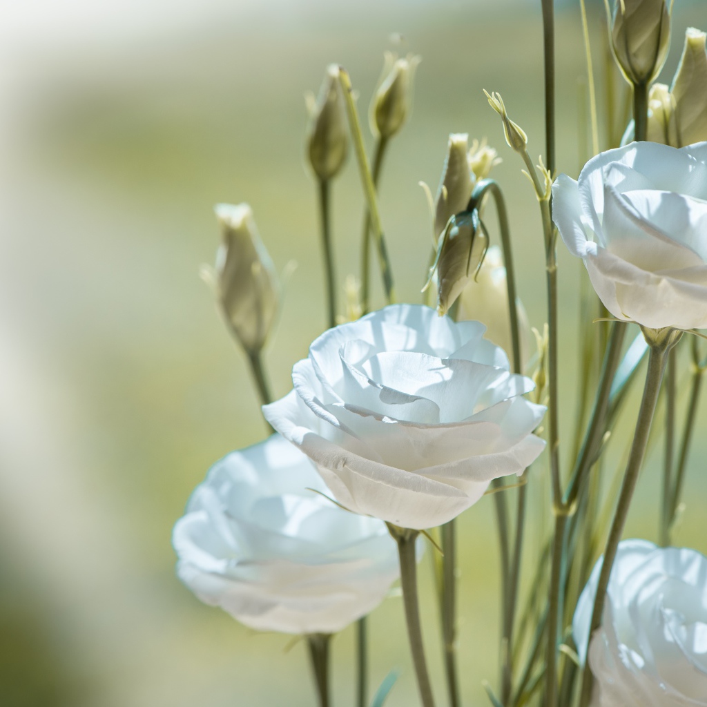 Белые цветы эустома с бутонами крупным планом
