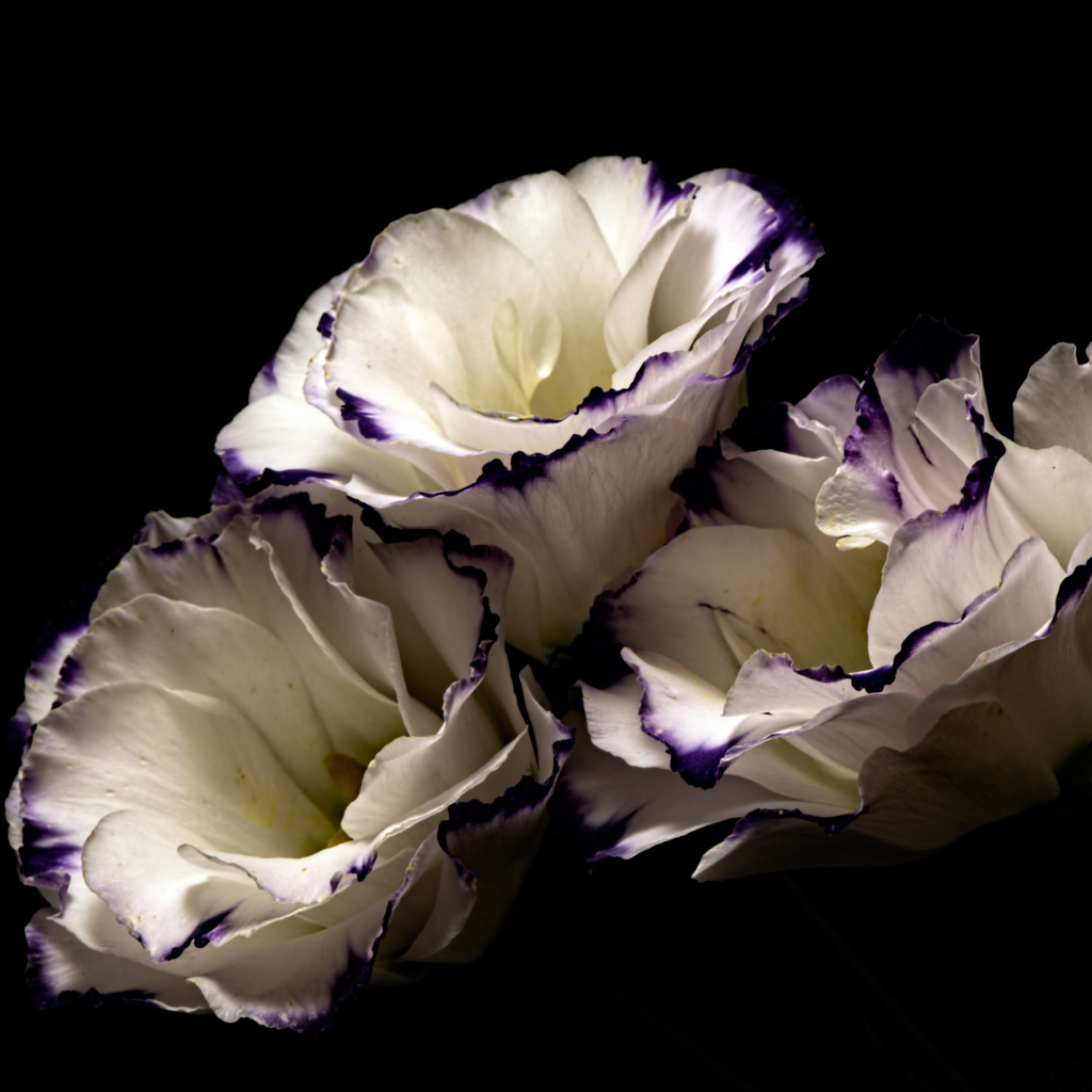 Белые цветы эустома с фиолетовыми концами на лепестках на черном фоне