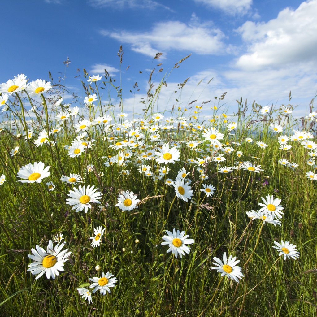 Белые полевые ромашки с колосками на поле под голубым небом 