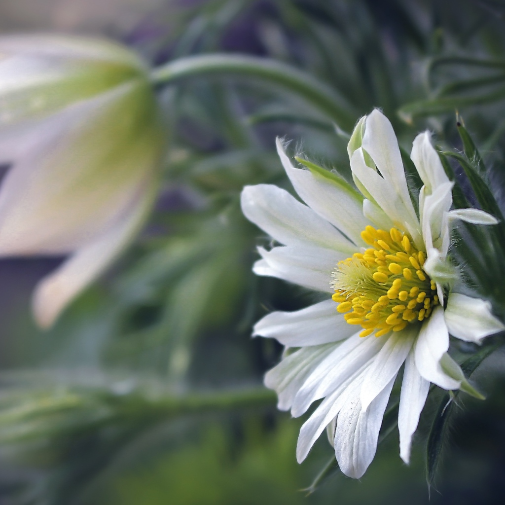 Белые цветы прострела с зелеными листьями