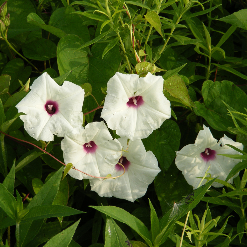 Белые цветы ипомеи в зеленых листьях 