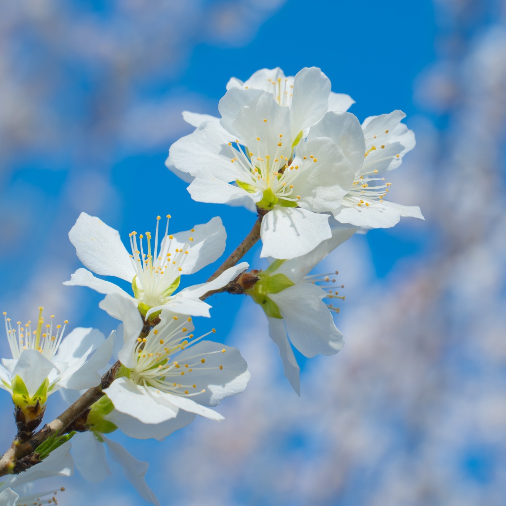 Белые цветы на ветке дерева на фоне неба