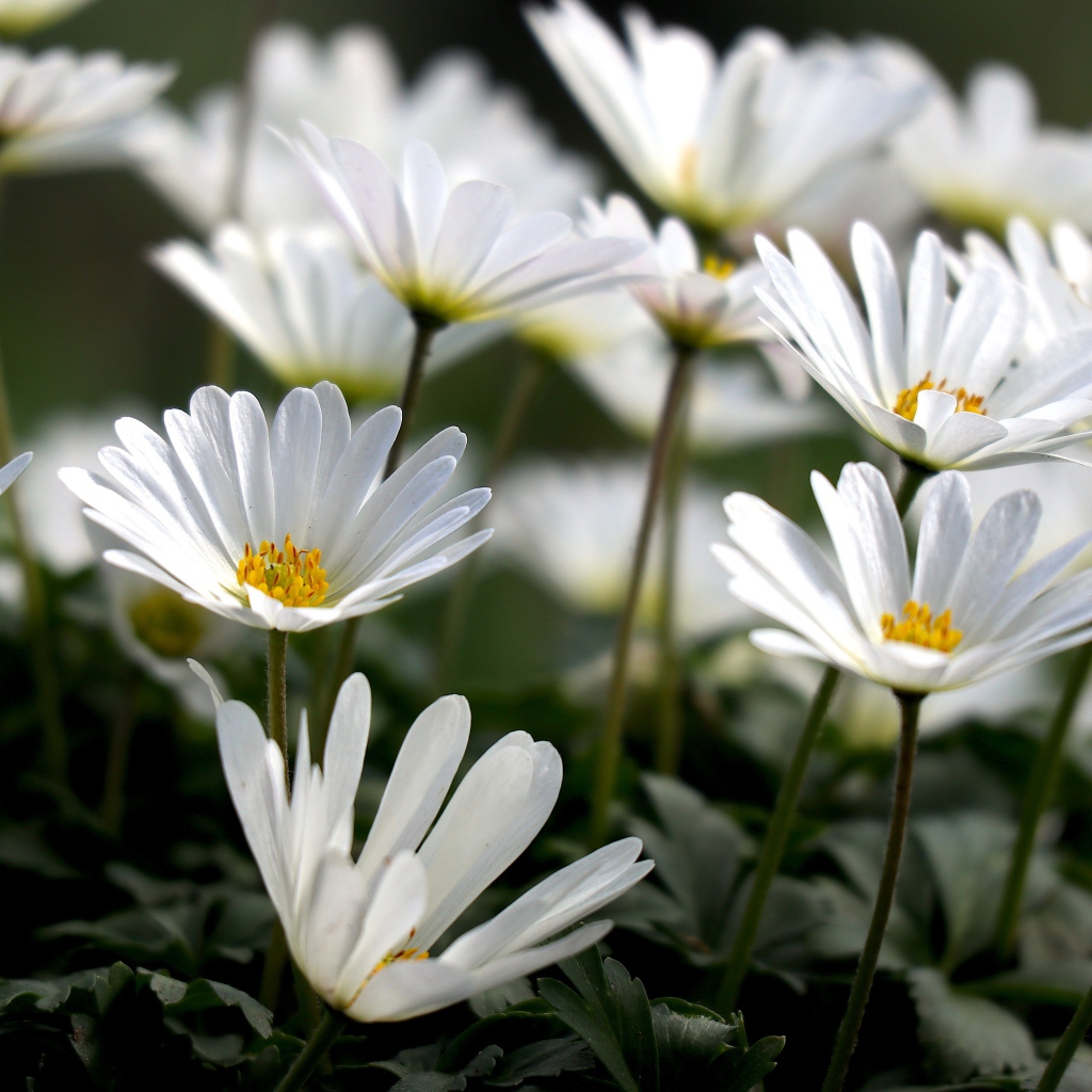 Белые цветы остеоспермум на клумбе 